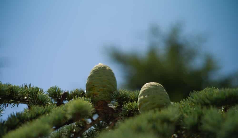 تفاح أرز من لبنان. مصدر الصورة: فرانسوا الباشا لموقع Libnanews.com. جميع الحقوق محفوظة.