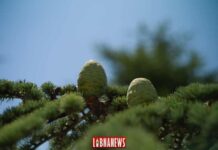 Pomme de Cèdre du Liban. Crédit Photo: François el Bacha pour Libnanews.com. Tous droits réservés.