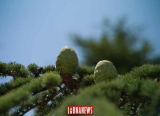 Pomme de Cèdre du Liban. Crédit Photo: François el Bacha pour Libnanews.com. Tous droits réservés.