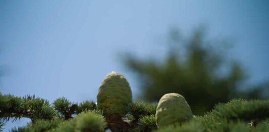 Pomme de Cèdre du Liban. Crédit Photo: François el Bacha pour Libnanews.com. Tous droits réservés.