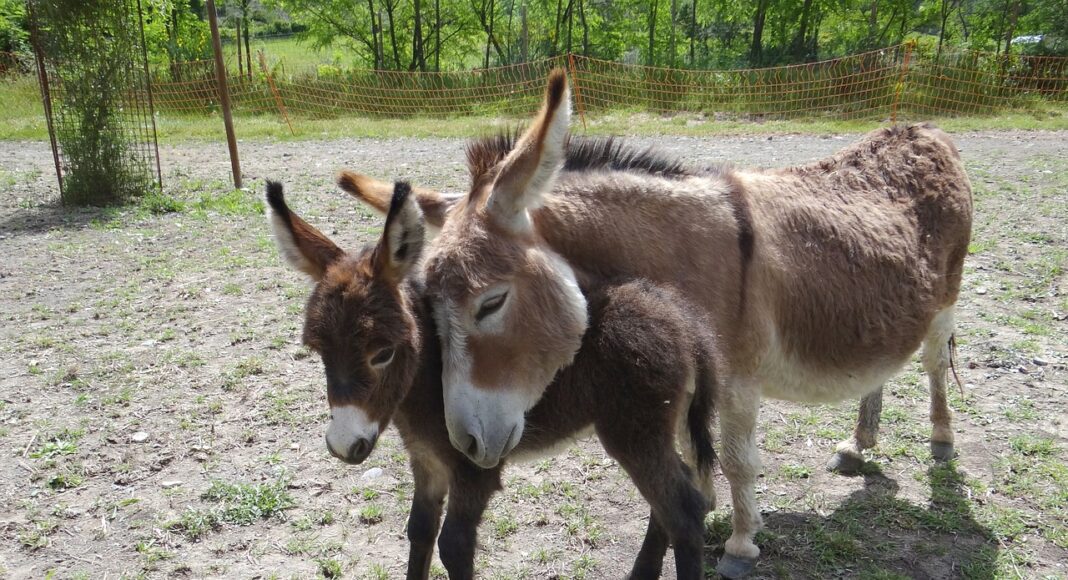 Une photo d'ânesse et de son petit. Source: Pixabay
