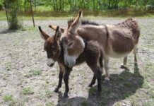 Une photo d'ânesse et de son petit. Source: Pixabay