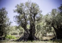 Liban/Patrimoine: Les Oliviers Eternels de Bchaaleh au Nord Liban