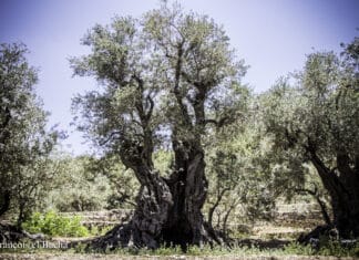 Liban/Patrimoine: Les Oliviers Eternels de Bchaaleh au Nord Liban