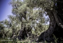 Les sanglots de l’olivier de Dar Om Saad, par Mohamed El Bachir