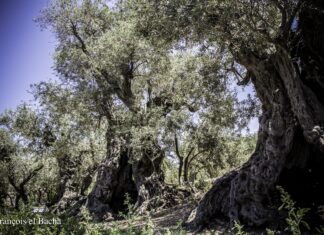 Les sanglots de l’olivier de Dar Om Saad, par Mohamed El Bachir