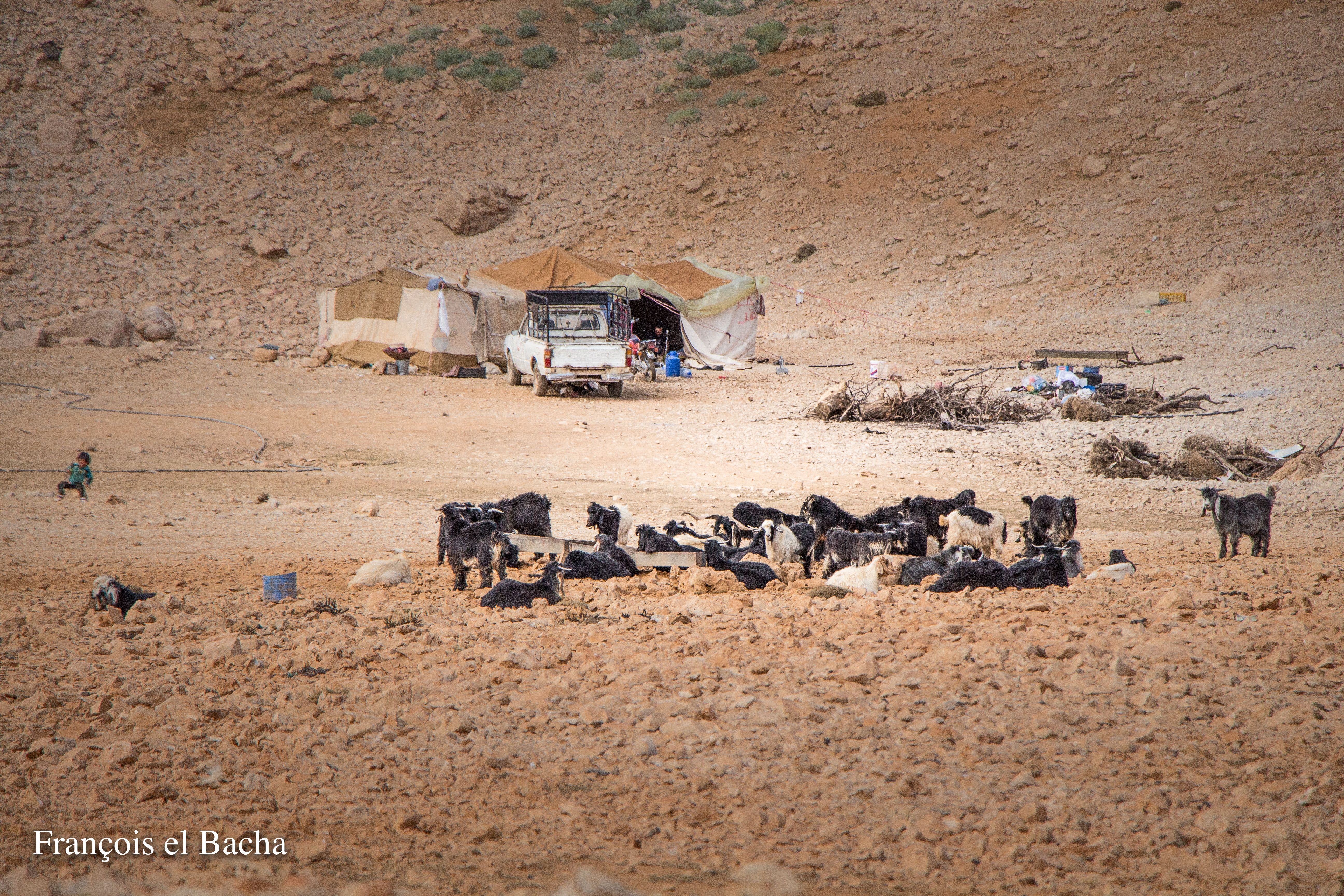 scènes pastorales sur le chemin de randonnée menant à Kornet Saouda. Crédit Photo: François el Bacha, tous droits réservés.
