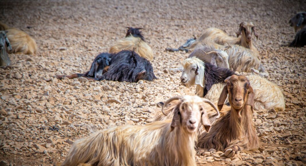 ماعز فلسطين ، مشاهد رعوية على درب التنزه المؤدي إلى قرنة سعودة. مصدر الصورة: فرانسوا الباشا ، جميع الحقوق محفوظة.