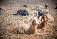 The goat of Palestine, pastoral scenes on the hiking trail leading to Kornet Saouda. Photo credit: François el Bacha, all rights reserved.