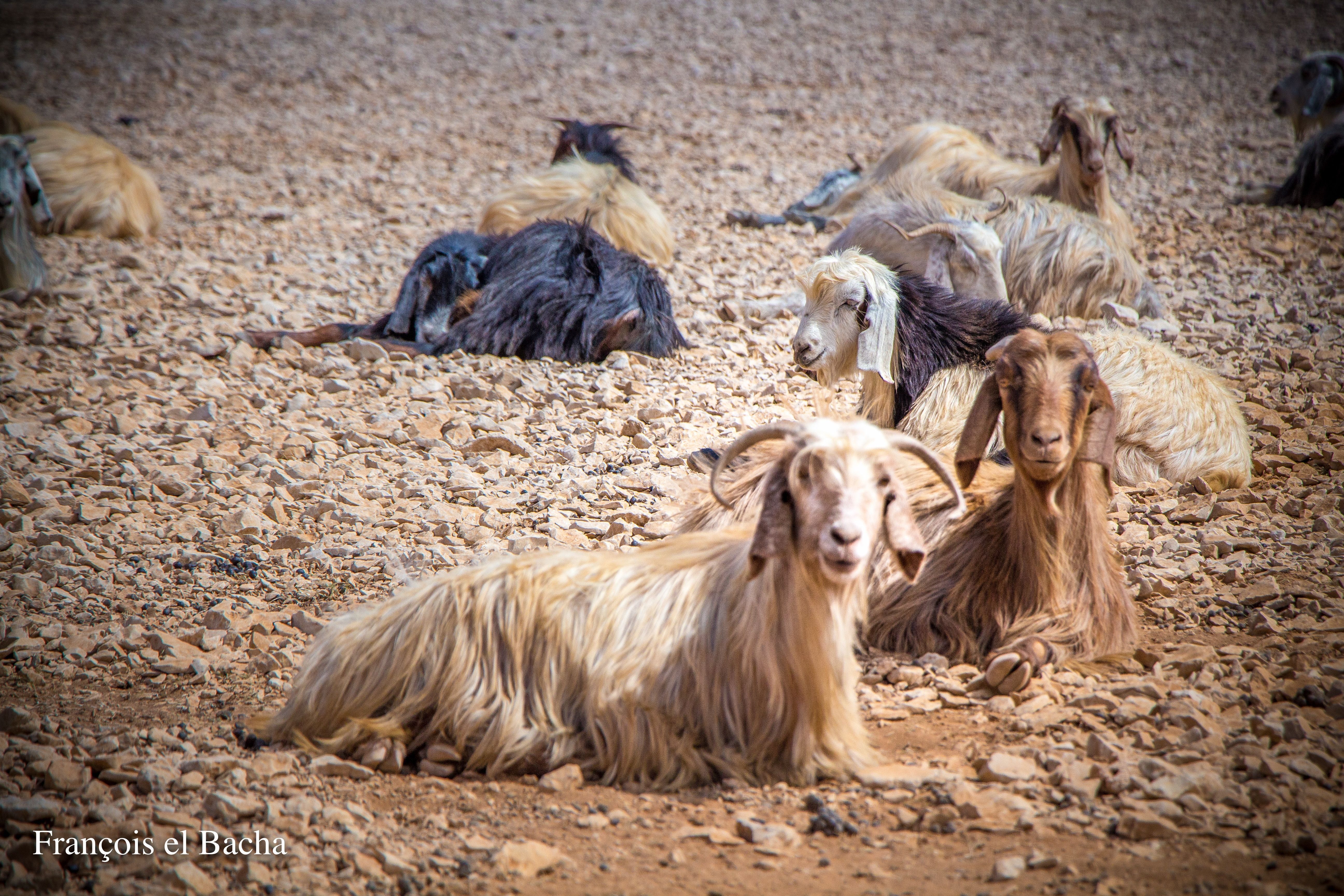 The goat of Palestine, pastoral scenes on the hiking trail leading to Kornet Saouda. Photo credit: François el Bacha, all rights reserved.