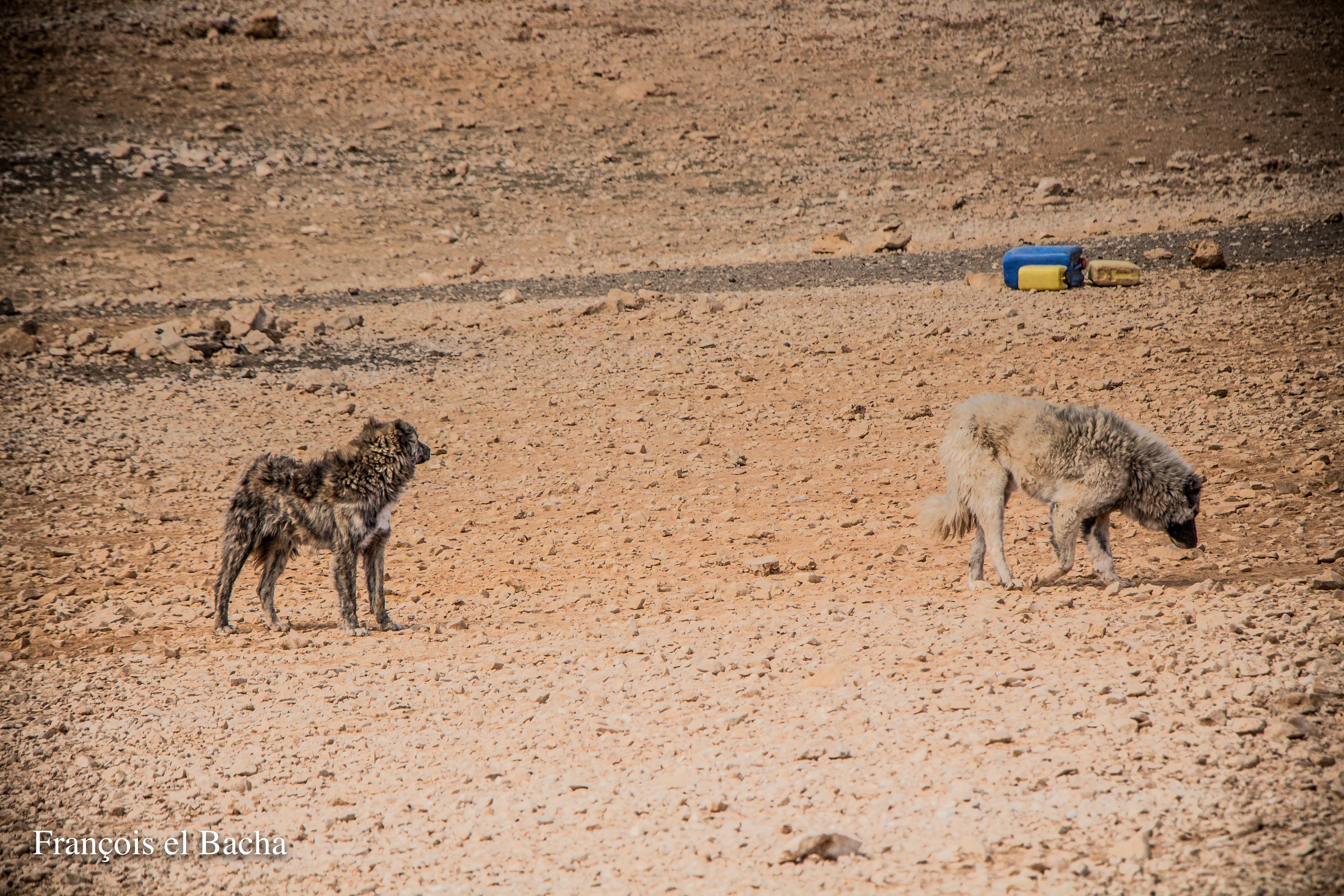 scènes pastorales sur le chemin de randonnée menant à Kornet Saouda. Crédit Photo: François el Bacha, tous droits réservés.