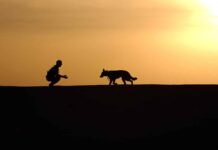 Nos toutous se promèneront dans Beyrouth, nom d'un chien