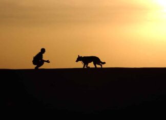 Nos toutous se promèneront dans Beyrouth, nom d'un chien