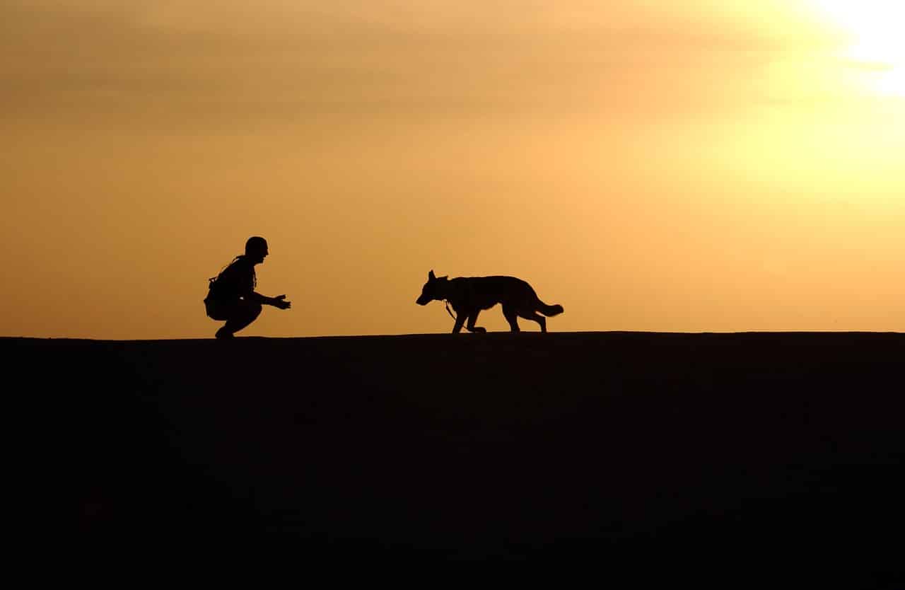Les chiens interdits de promenade dans Beyrouth Nos toutous se promèneront dans Beyrouth, nom d'un chien