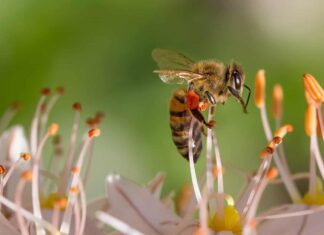 Abeilles en danger : n’oublions pas de protéger les espèces sauvages