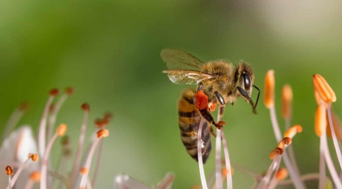 Abeilles en danger : n’oublions pas de protéger les espèces sauvages