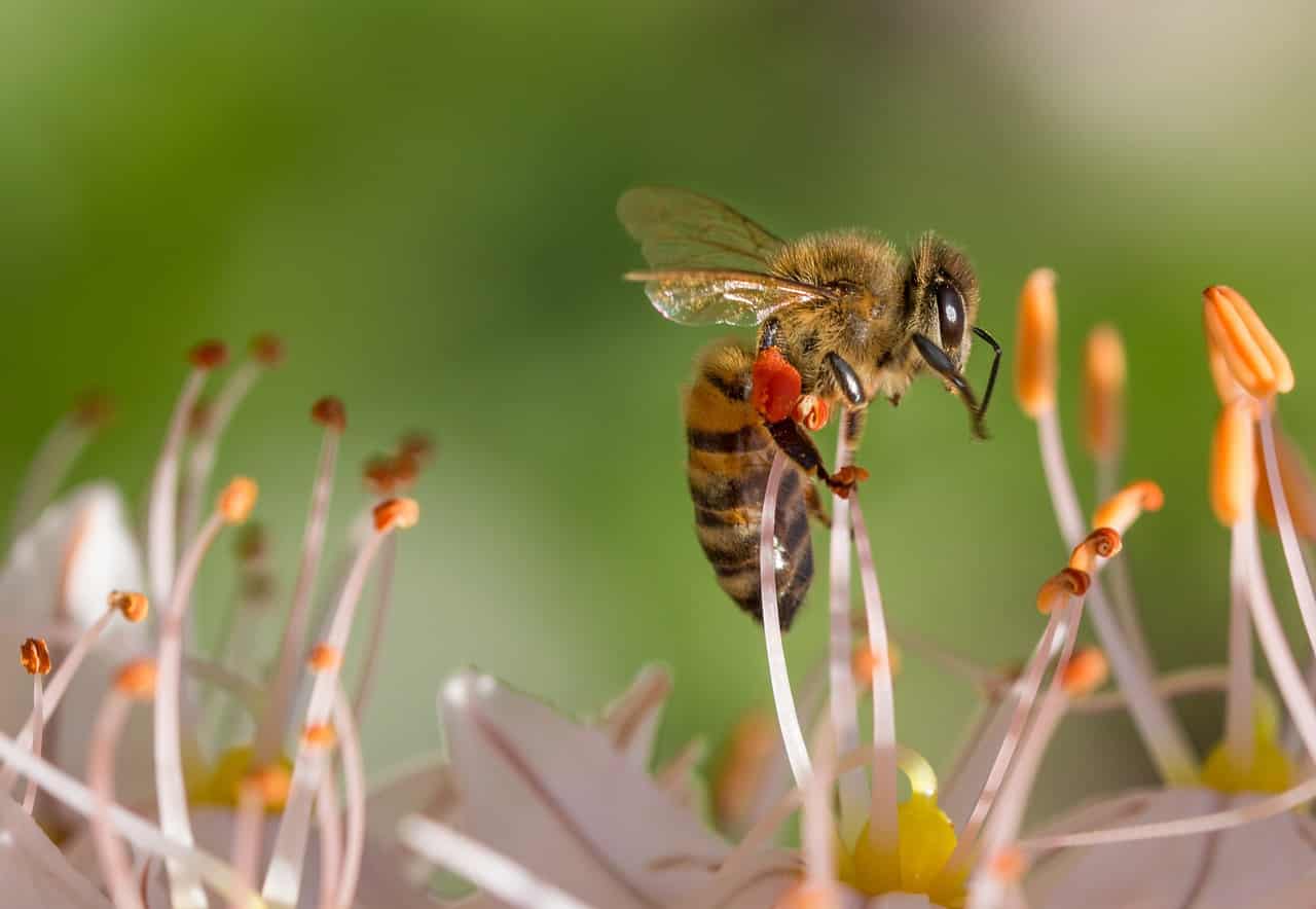 Abeilles en danger : n’oublions pas de protéger les espèces sauvages