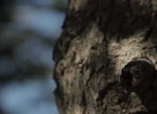 In musica: Libano nella canzone francese – 07