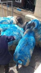 Capture d'écran de moutons peints en bleu. Source Facebook.