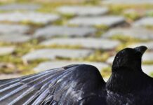 Elections législatives: tensions, médisances et diffamation comme arme électorale