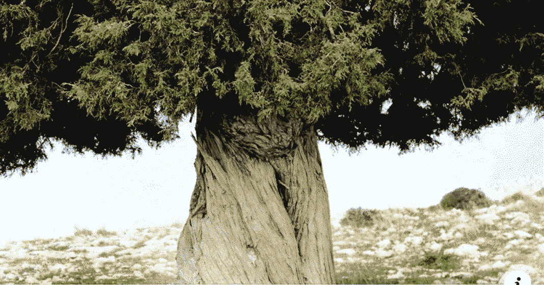 Lebanon / Heritage: The great juniper of Lebanon