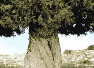 Liban/Patrimoine : Le grand genévrier du Liban