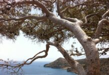 La Crète, escale du Levant