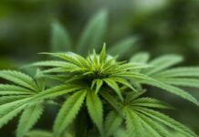 Saisie de 73 kilo de cannabis dans un camp de réfugiés syriens