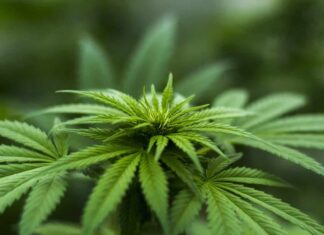 Le Liban envisage de légaliser la culture de Cannabis à usage médical Saisie de 73 kilo de cannabis dans un camp de réfugiés syriens