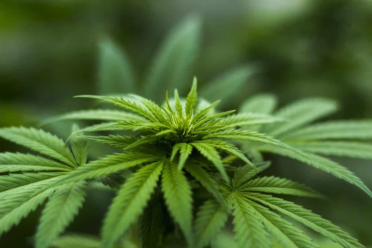 Saisie de 73 kilo de cannabis dans un camp de réfugiés syriens