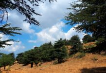 Trafic d’armes au Liban : Une cargaison destinée à des groupes salafistes signalée à Sabra