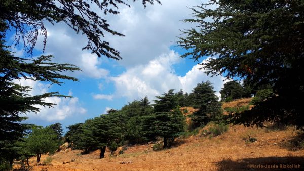 Trafic d’armes au Liban : Une cargaison destinée à des groupes salafistes signalée à Sabra