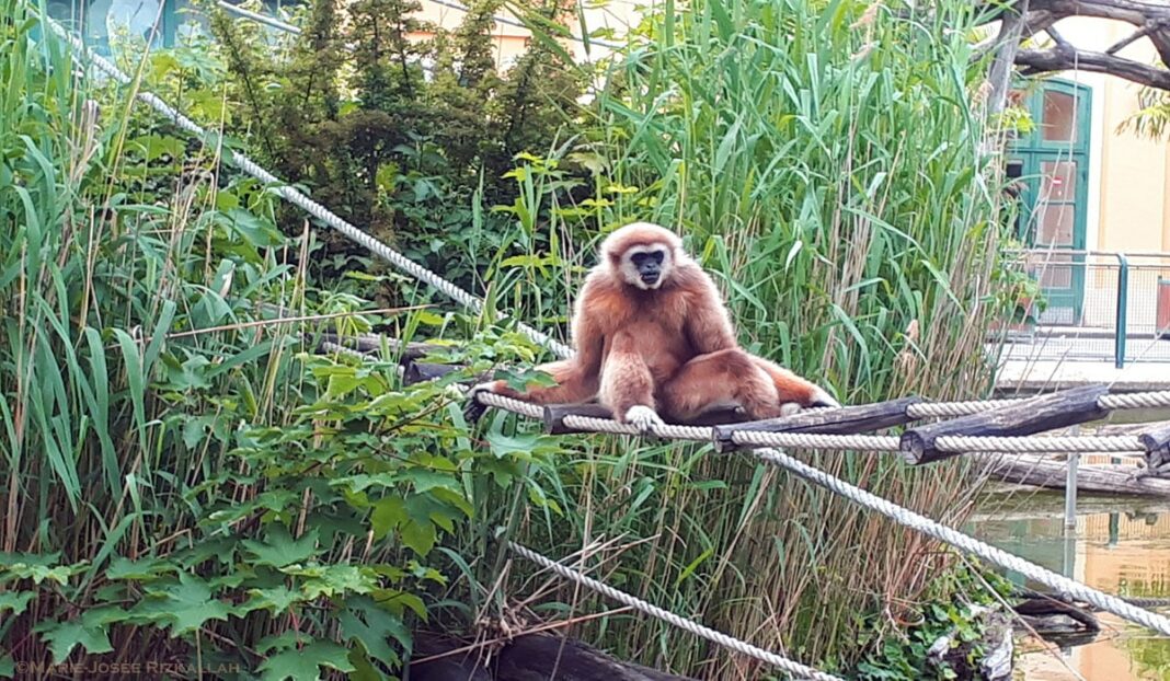 Messarra - Planete des singes