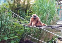 Planète des singes… Planète des singes…