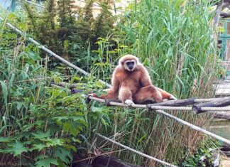 Planète des singes… Planète des singes…