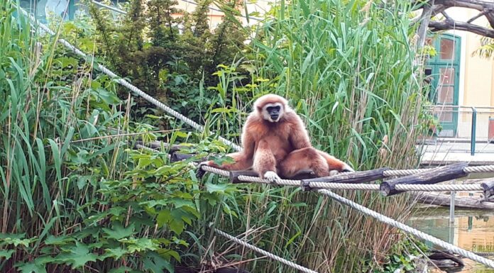 Planète des singes…