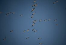 Croyances et fausses croyances migration des cigognes au Liban. Crédit Photo: François el Bacha, tous droits réservés.