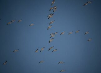 migration des cigognes au Liban. Crédit Photo: François el Bacha, tous droits réservés.