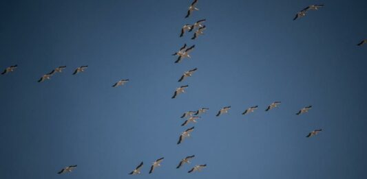 migration des cigognes au Liban. Crédit Photo: François el Bacha, tous droits réservés.