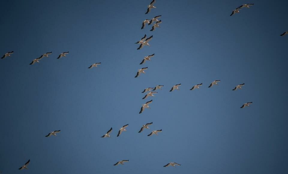 migration des cigognes au Liban. Crédit Photo: François el Bacha, tous droits réservés.