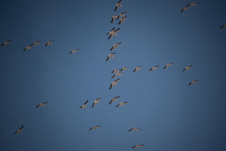 migration des cigognes au Liban. Crédit Photo: François el Bacha, tous droits réservés.