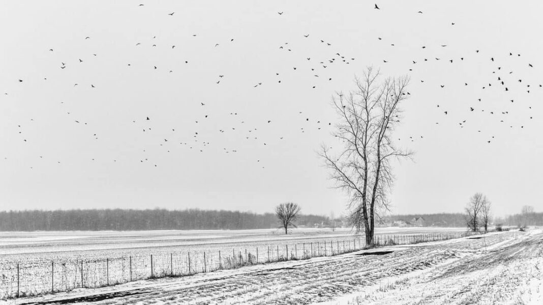 En image : Pour que les oiseaux vivent ...