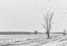 En image : Pour que les oiseaux vivent ...