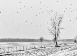 En image : Pour que les oiseaux vivent ...