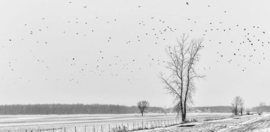 En image : Pour que les oiseaux vivent ...