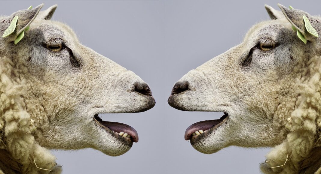 Mouton, Panruge, Silence, Agneaux, Abattoir