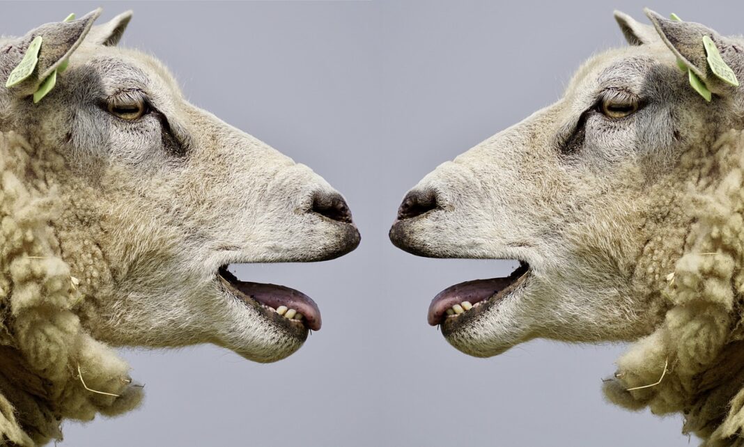 Mouton, Panruge, Silence, Agneaux, Abattoir