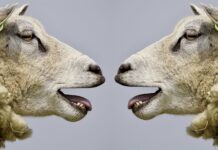 L’indépendance du Liban accomplie lorsqu’on finira avec l’omerta qui nous abrutit Mouton, Panruge, Silence, Agneaux, Abattoir