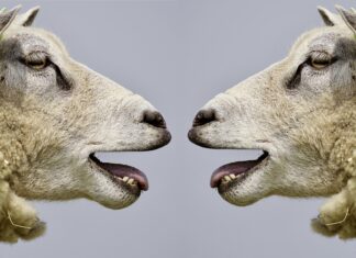 Mouton, Panruge, Silence, Agneaux, Abattoir