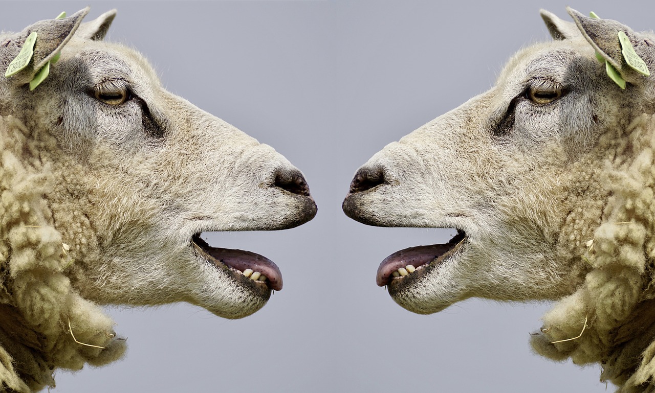 Mouton, Panruge, Silence, Agneaux, Abattoir